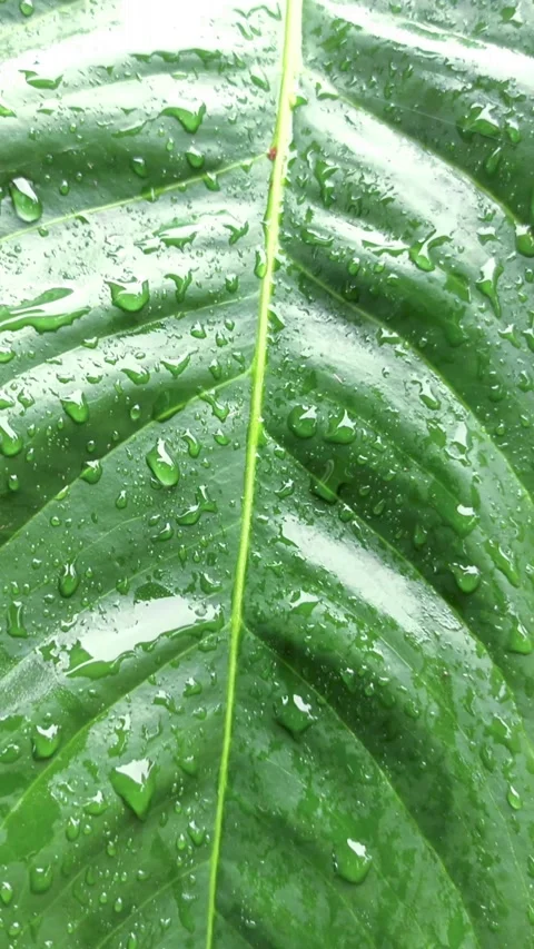 Raindrops on leaves Stock Footage 294503127