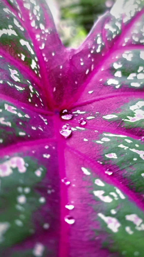Raindrops on leaves Stock Footage 294503931
