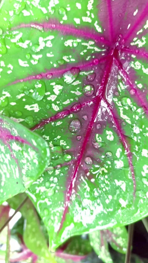 Raindrops on leaves Stock Footage 294504172