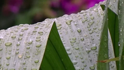 Raindrops leaves Stock Footage 303996857
