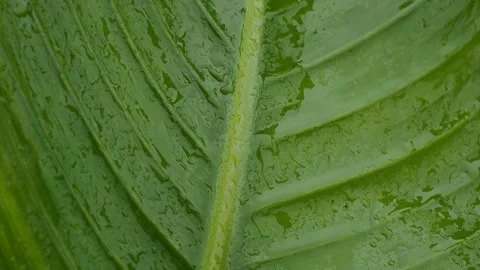 The raindrops on the leaves Stock Footage 318729680