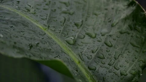 The raindrops on the leaves Stock Footage 318729710
