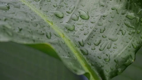 The raindrops on the leaves Stock Footage 318729747