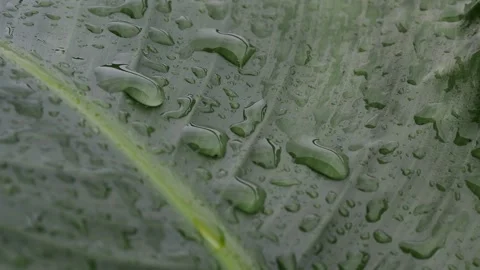The raindrops on the leaves Stock Footage 318730063
