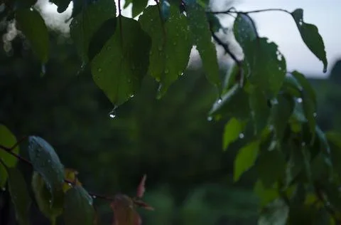 Raindrops on the leaves of a fruit tree. Branches of garden trees on a spring Stock Photos