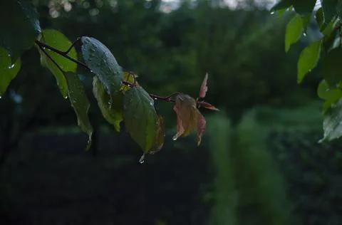 Raindrops on the leaves of a fruit tree. Branches of garden trees on a spring Stock Photos