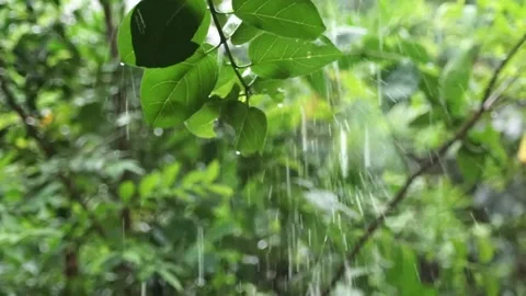 Raindrops on leaves in the garden Stock Footage 261895374