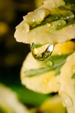 Raindrops on Leaves Macro Nature Background Stock Photos