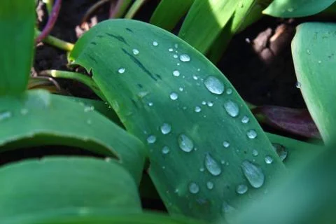 Raindrops on leaves Stock Photos