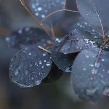 Raindrops on leaves Stock Photos