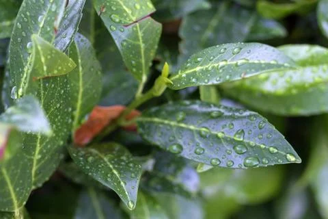 Raindrops on leaves Stock Photos