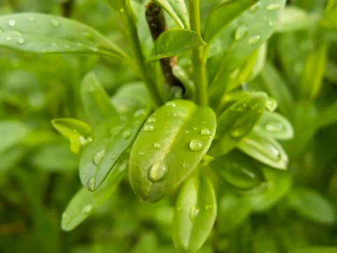 Raindrops on leaves Stock Photos