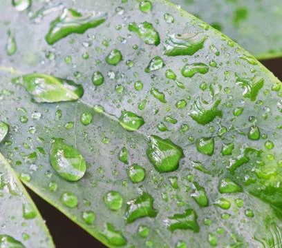 Raindrops on leaves Stock Photos