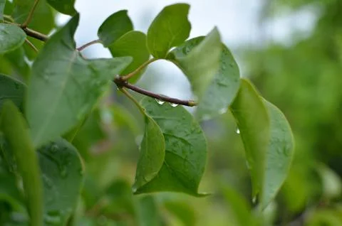 Raindrops on Leaves Stock Photos
