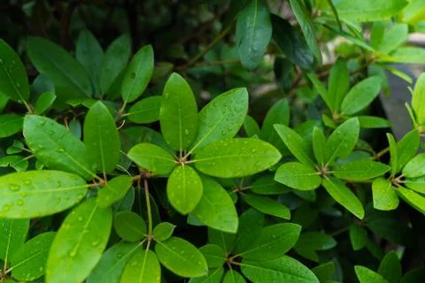 Raindrops on Leaves 写真素材