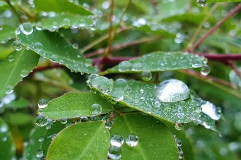 Raindrops on the leaves Stock Photos