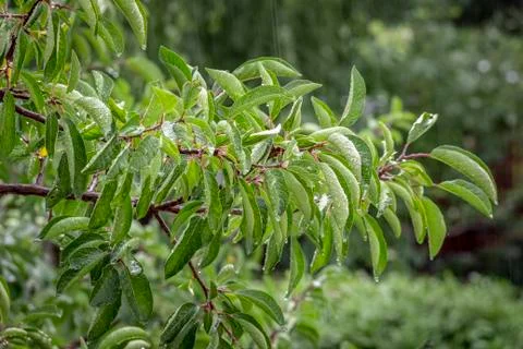 Raindrops on the leaves Stock Photos
