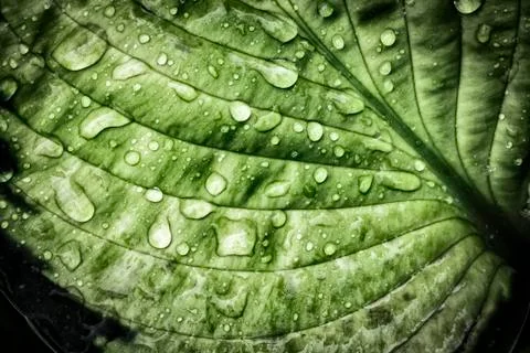 Raindrops on the leaves Stock Photos