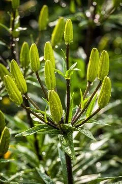 Raindrops on the leaves Stock Photos