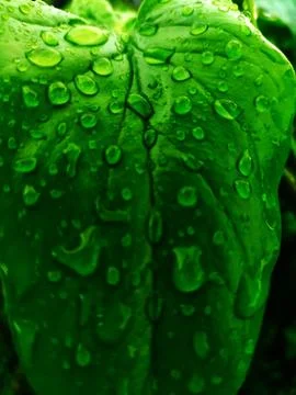 Raindrops on leaves 写真素材