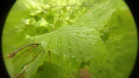 Raindrops on the Leaves of Plants in the Mountainous Area Close-Up Panorama Stock Footage 63974256