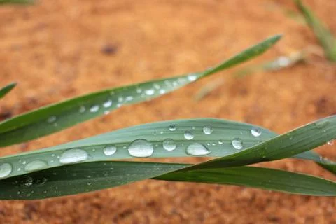 Raindrops on the leaves on the river sand background. Stock Photos