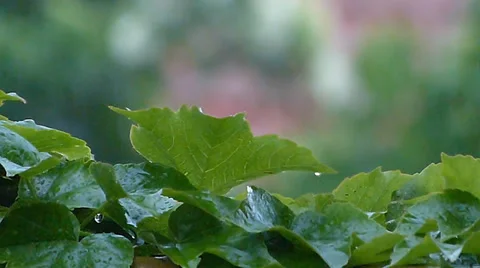 Raindrops on Leaves. Slow motion. Stock Footage 37735231