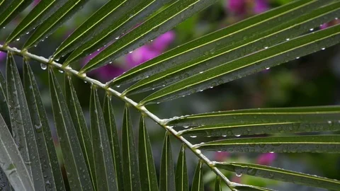 Raindrops on the leaves of a small palm tree Stock Footage 97815268