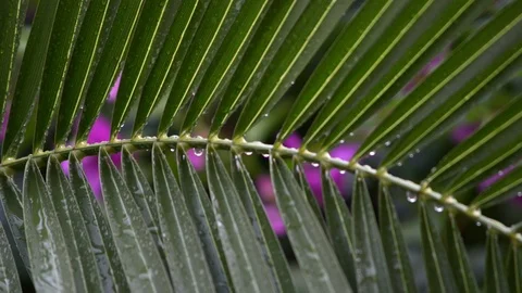 Raindrops on the leaves of a small palm tree Stock Footage 97815291