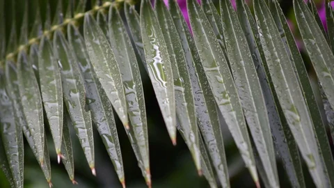Raindrops on the leaves of a small palm tree Stock-Footage 97815828