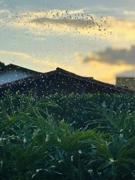 Raindrops on leaves at sunset Stock Photos
