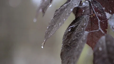 Raindrops on the leaves of a tree Stock Footage 77446315