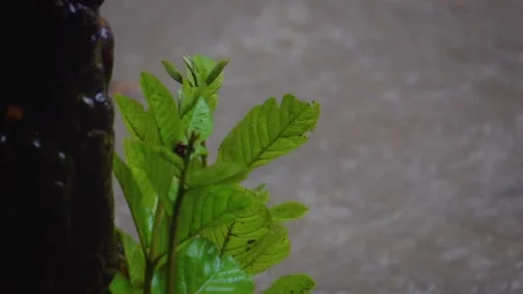Raindrops on the leaves of the tree. Stock Footage 151923856