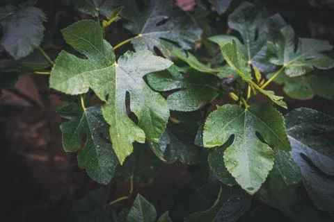 Raindrops on the leaves of a tree Stock Photos