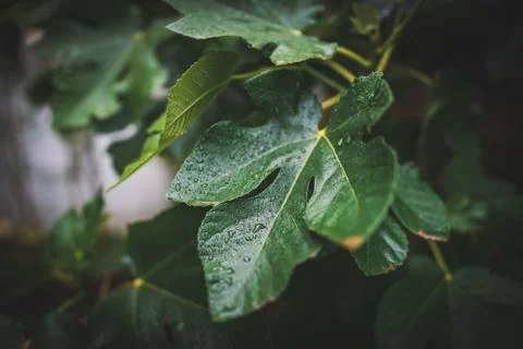 Raindrops on the leaves of a tree Stock Photos