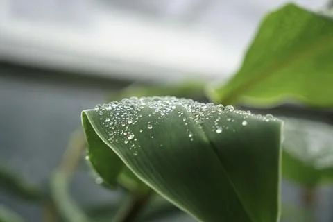 Raindrops on the leaves of a tree in spring Stock Photos