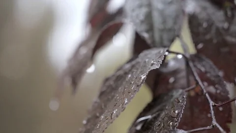 Raindrops on the leaves of a tree. Tilt Stock Footage 77446331