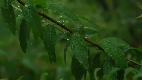 Raindrops on the leaves of trees. Video stock 131403382