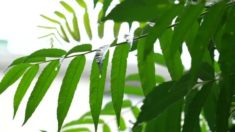 Raindrops on the leaves of trees. Stock Footage 132107097