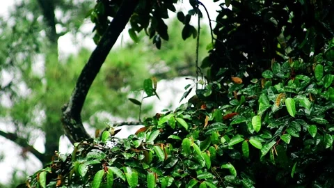Raindrops on the leaves of the trees Stock Footage 265041552