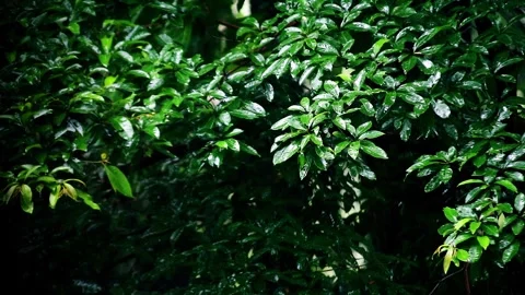 Raindrops on the leaves of the trees Stock Footage 265041823