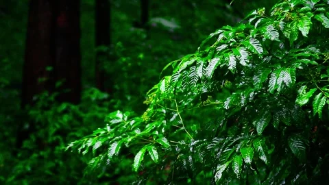 Raindrops on the leaves of the trees Stock Footage 265041836