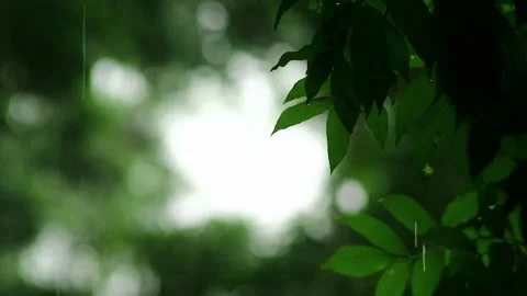 Raindrops on the leaves of the trees Stock Footage 265041888