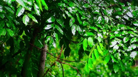 Raindrops on the leaves of the trees Stock Footage 265041908