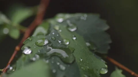 A raindrops on the leaves of trees. Macro lens Stock Footage 41385033
