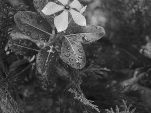 RAINDROPS ON LEAVES UNDER SUNLIGHT Stock Photos