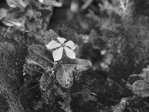 RAINDROPS ON LEAVES UNDER SUNLIGHT Stock Photos