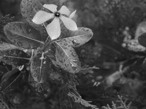 RAINDROPS ON LEAVES UNDER SUNLIGHT Stock Photos
