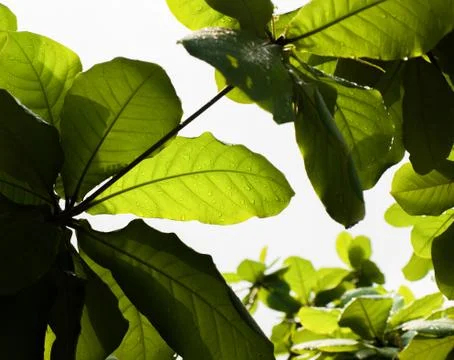 RAINDROPS ON LEAVES UNDER SUNLIGHT Stock Photos
