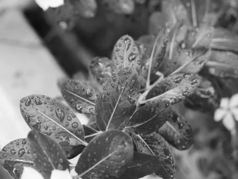 RAINDROPS ON LEAVES UNDER SUNLIGHT Stock Photos